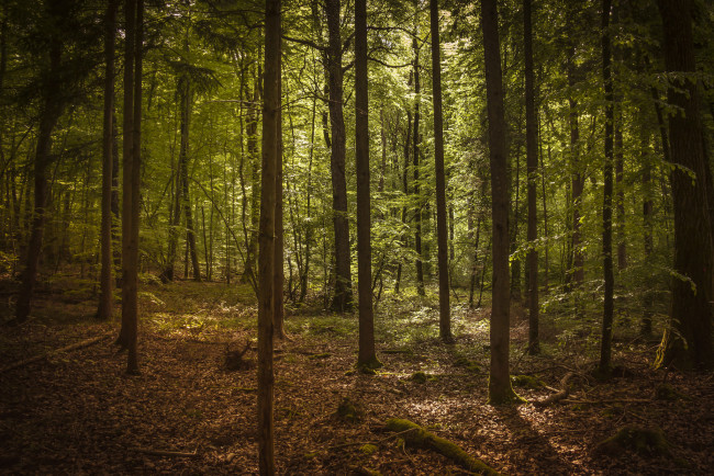 Обои картинки фото природа, лес, деревья