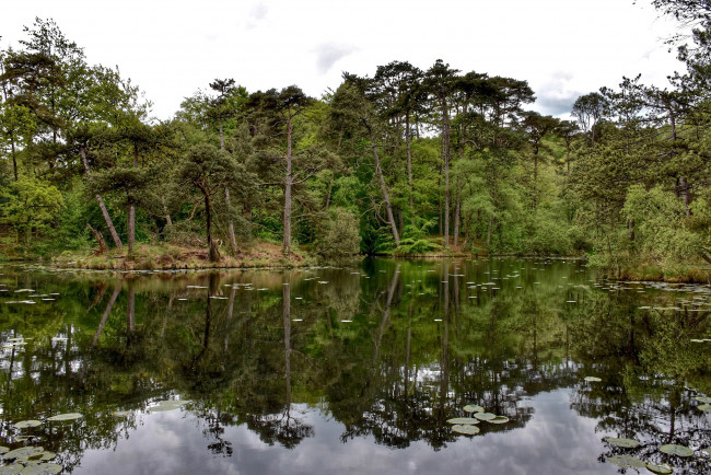 Обои картинки фото природа, реки, озера, река, лес