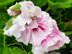 Картинка цветы герань капли