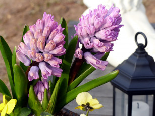 Картинка цветы гиацинты макро