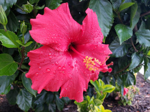 Картинка цветы гибискусы макро