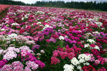 Картинка цветы гвоздики цветник