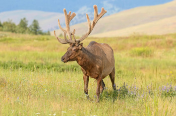 Картинка животные олени олень