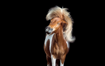 Картинка животные лошади пегая лошадь прищур