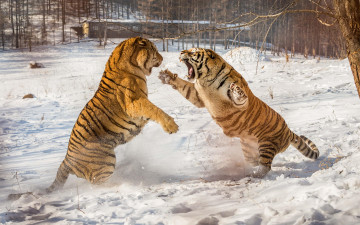 Картинка животные тигры