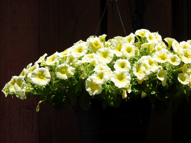 Обои картинки фото цветы, петунии,  калибрахоа, петуния