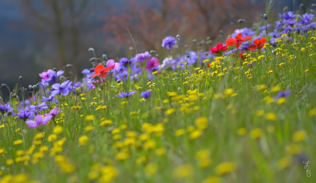 Обои картинки фото цветы, луговые , полевые,  цветы, трава