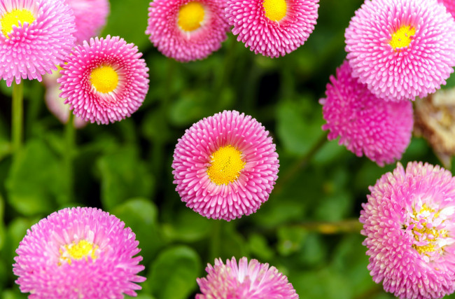 Обои картинки фото цветы, маргаритки, розовый