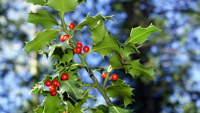 Обои картинки фото природа, ягоды, остролист