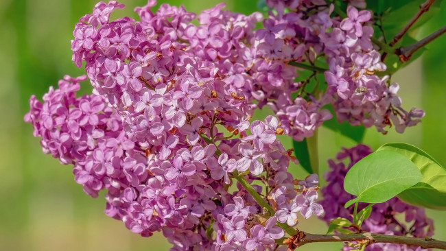 Обои картинки фото цветы, сирень, весна, ветка