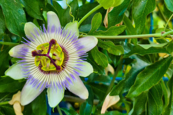 Картинка цветы пассифлора страстоцвет макро