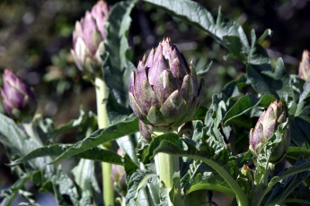 Картинка природа плоды артишок