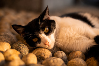 Картинка животные коты кот кошка