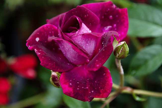 Обои картинки фото цветы, розы, розовая, роза, макро