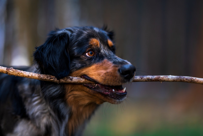 Обои картинки фото животные, собаки, собака