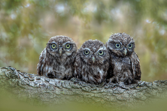 Обои картинки фото животные, совы, сычи