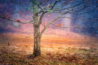 Картинка природа деревья дерево