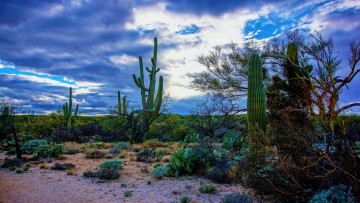 Картинка saguaro+national+park tucson arizona природа лес saguaro national park
