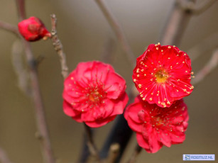 Картинка цветы цветущие деревья кустарники