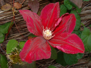 Картинка цветы клематис ломонос