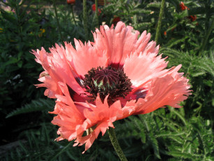 Картинка цветы маки