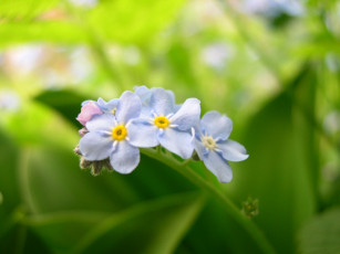 Картинка цветы незабудки