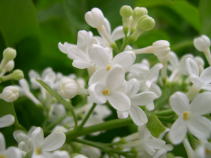 Картинка цветы сирень