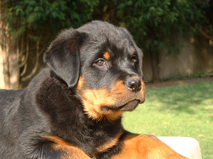 Картинка животные собаки