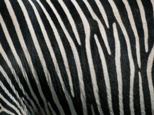 Картинка животные зебры