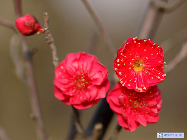 Обои картинки фото цветы, цветущие, деревья, кустарники