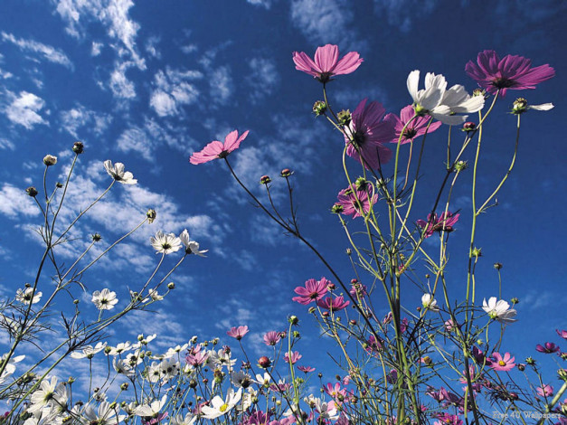 Обои картинки фото цветы, космея