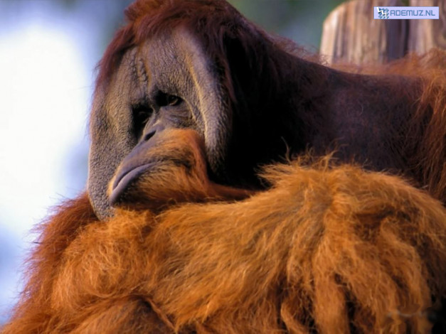 Обои картинки фото животные, обезьяны