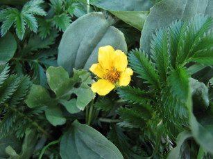 Картинка цветы калужницы лютики