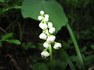 Картинка цветы ландыши