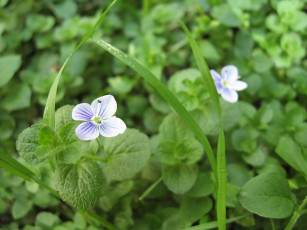 Картинка цветы немофилы вероники