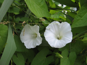 обоя цветы, вьюнки, ипомеи