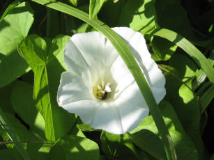 Картинка цветы вьюнки ипомеи