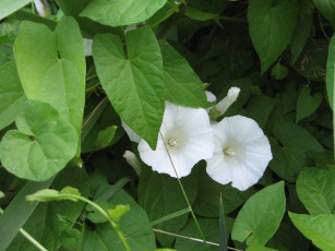 Картинка цветы вьюнки ипомеи