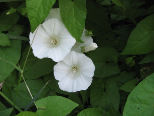 обоя цветы, вьюнки, ипомеи