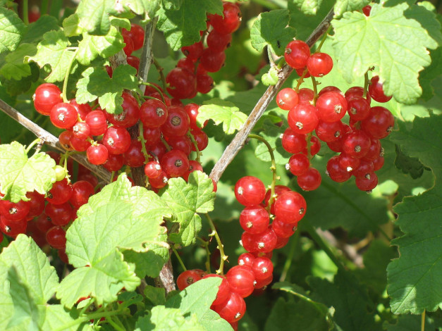 Обои картинки фото 