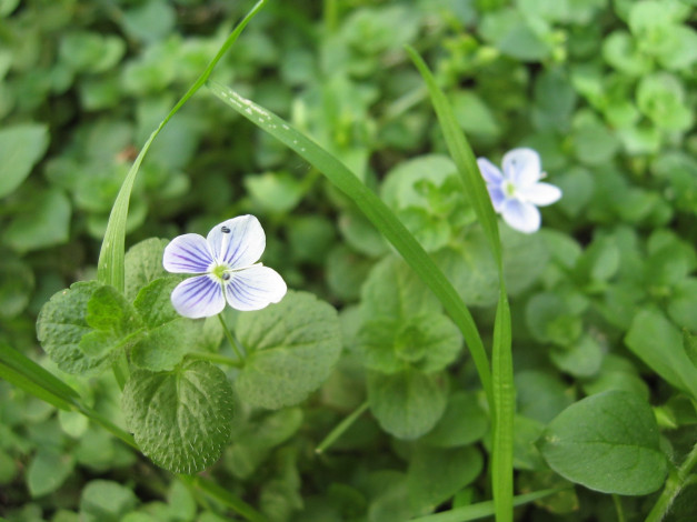 Обои картинки фото цветы, немофилы, вероники