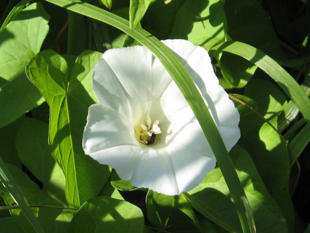 Обои картинки фото цветы, вьюнки, ипомеи