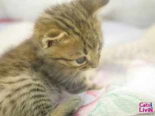 Картинка бренды cats livin