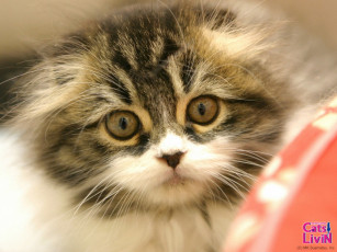 обоя бренды, cats, livin