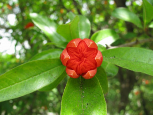 Картинка цветы