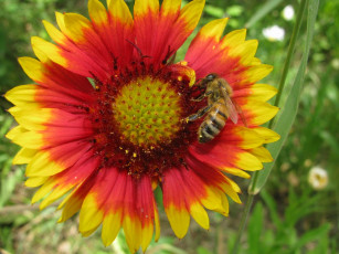 Картинка цветы гайлардии гелениумы