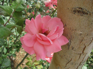 Картинка цветы розы