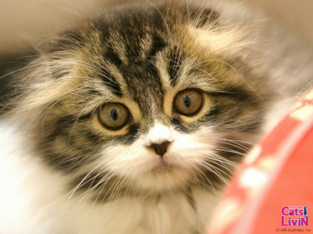 Обои картинки фото бренды, cats, livin