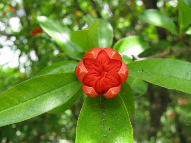 Обои картинки фото цветы