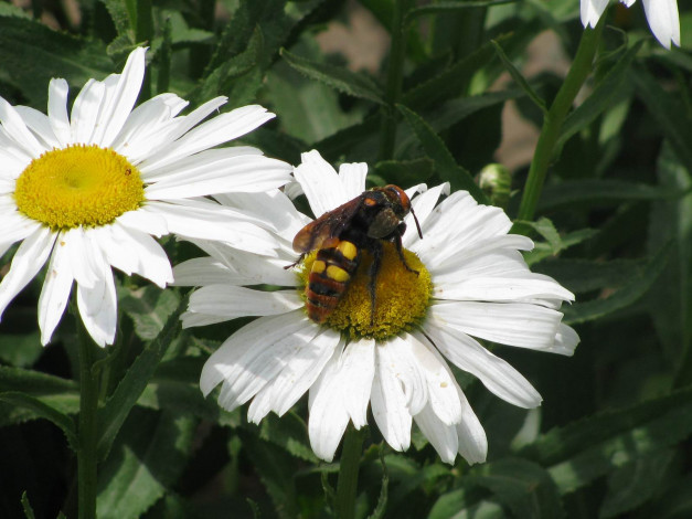 Обои картинки фото цветы, ромашки
